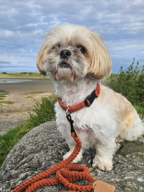 Crafty Cunús | 1.5 Metre Dog Slim Lead Rust