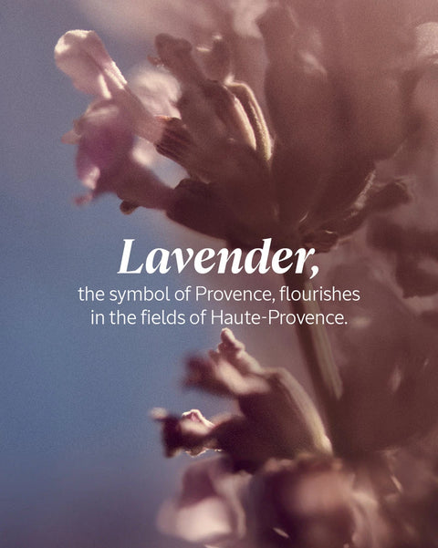 L’Occitane | Lavender Foaming Bath