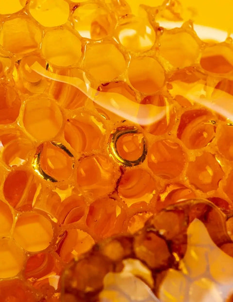 Pukka | Lemon, Ginger & Manuka Honey 40 Bags