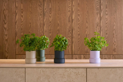 Crushgrind | Billund  Self-Watering Pot Parsley