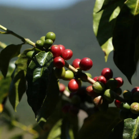 Close-up of coffee cherries on a branch, showing green and red berries among dark green leaves in natural outdoor light.