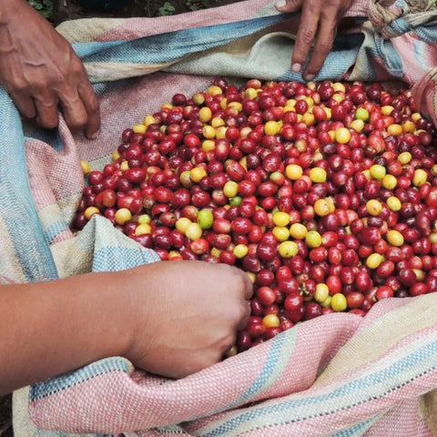 A close-up of freshly harvested red coffee cherries mixed with some yellow-green ones, spread out in a large woven sack held open by hands.