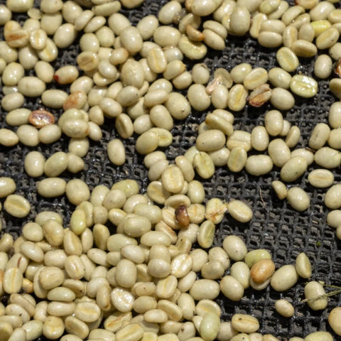 Raw coffee beans spread out on a black mesh screen, showing pale beige to light brown tones with some darker roasted spots.
