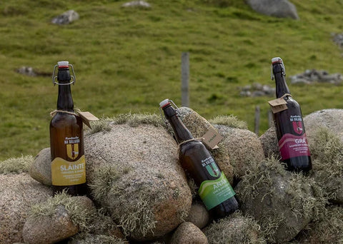 Kombucha Na Dálaigh | Anam : Ginger, Lime & Hops