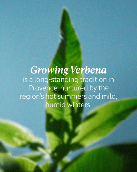 L’Occitane | Verbena Body Lotion