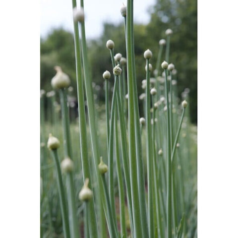 SonnentoR | Garlic Granules