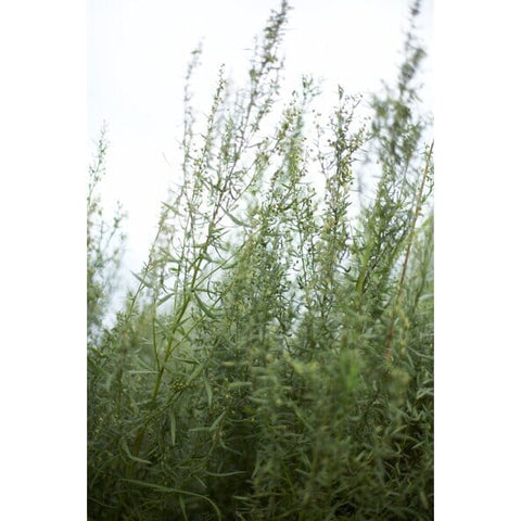 SonnentoR | Tarragon Cut