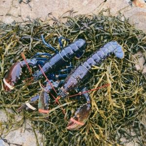 Kitchen Craft Shellfish Cracker - Kate's Kitchen